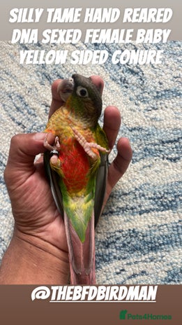 Conures birds - Advert 2