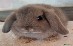 Mini Lop rabbits for sale: Mini lops - Image 8