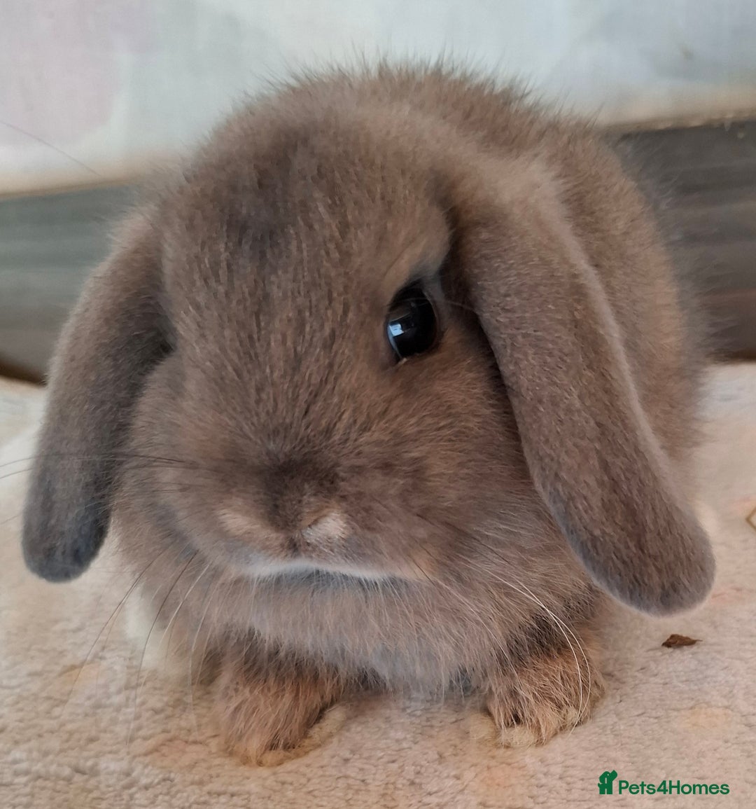 Mini Lop rabbits for sale: Mini lops - Image 8