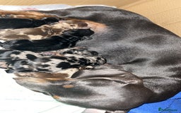 Miniature Dachshund dogs for stud: Stunning Silver Dapple and Tan stud - Image 11