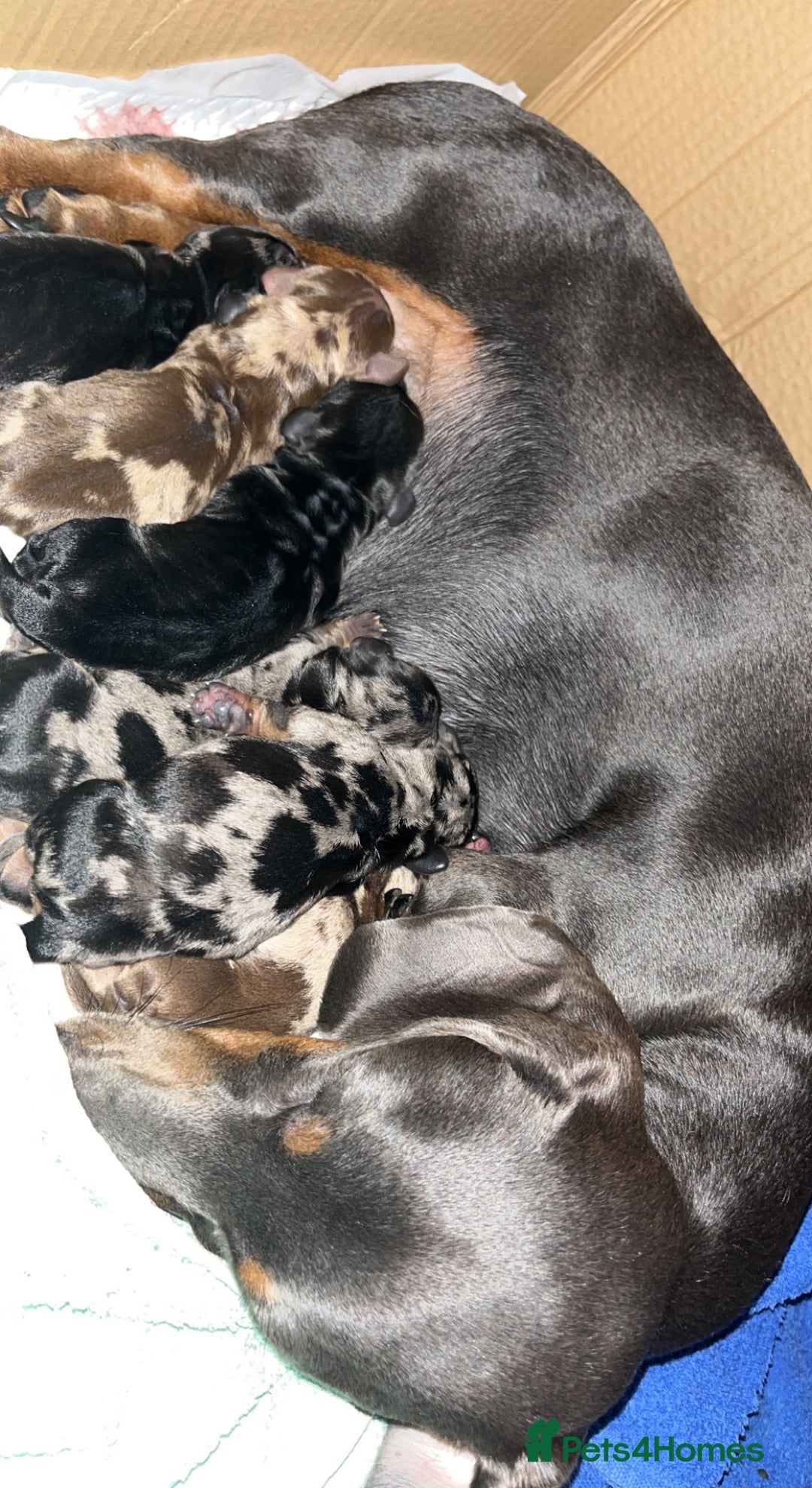 Miniature Dachshund dogs for stud: Stunning Silver Dapple and Tan stud - Image 11