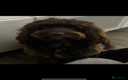 Cockapoo dogs for sale: F1b cockapoo puppies.  - Image 1