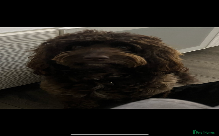 Cockapoo dogs - Advert 3