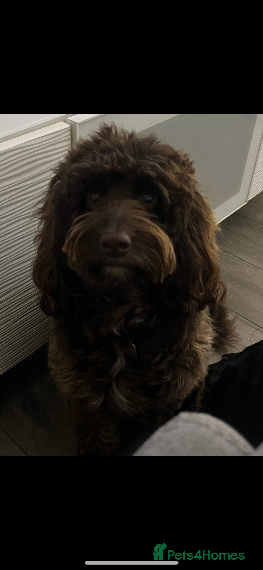 Cockapoo dogs for sale: F1b cockapoo puppies.  - Image 1