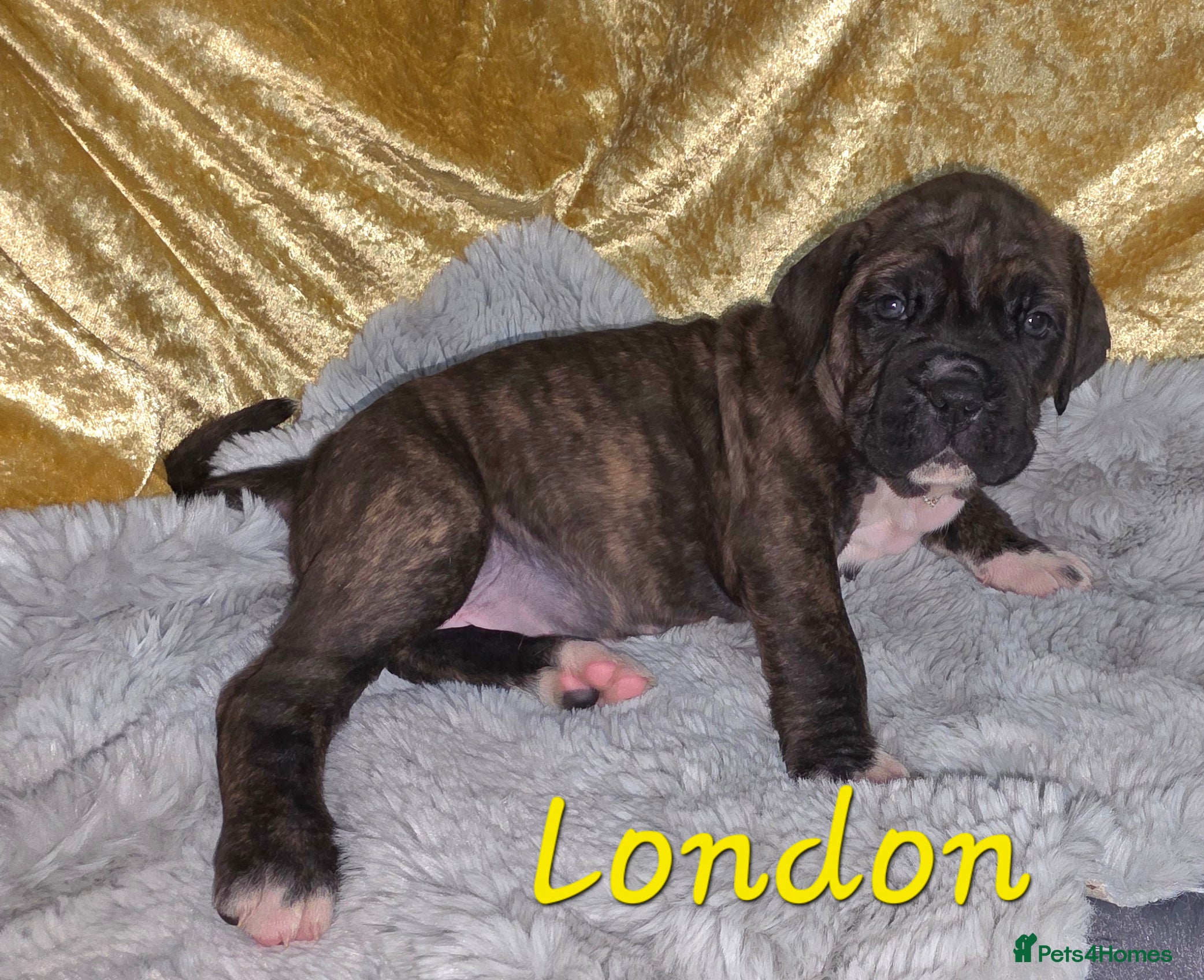 Boxer dogs Very unusual & Rare Boxer cross - Advert 2