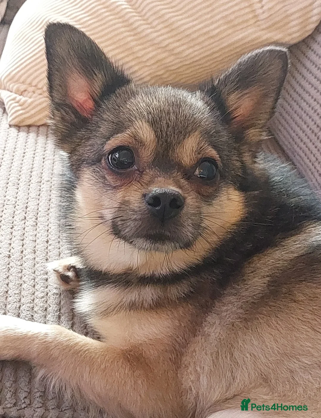 Mixed Breed dogs for sale: Looking for his forever home - Advert 3