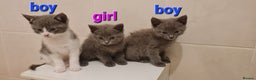 Russian Blue cats for sale: Beautiful Russian Blue Kittens  - Advert 1