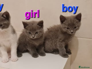 Russian Blue cats Beautiful Russian Blue Kittens - Advert 12