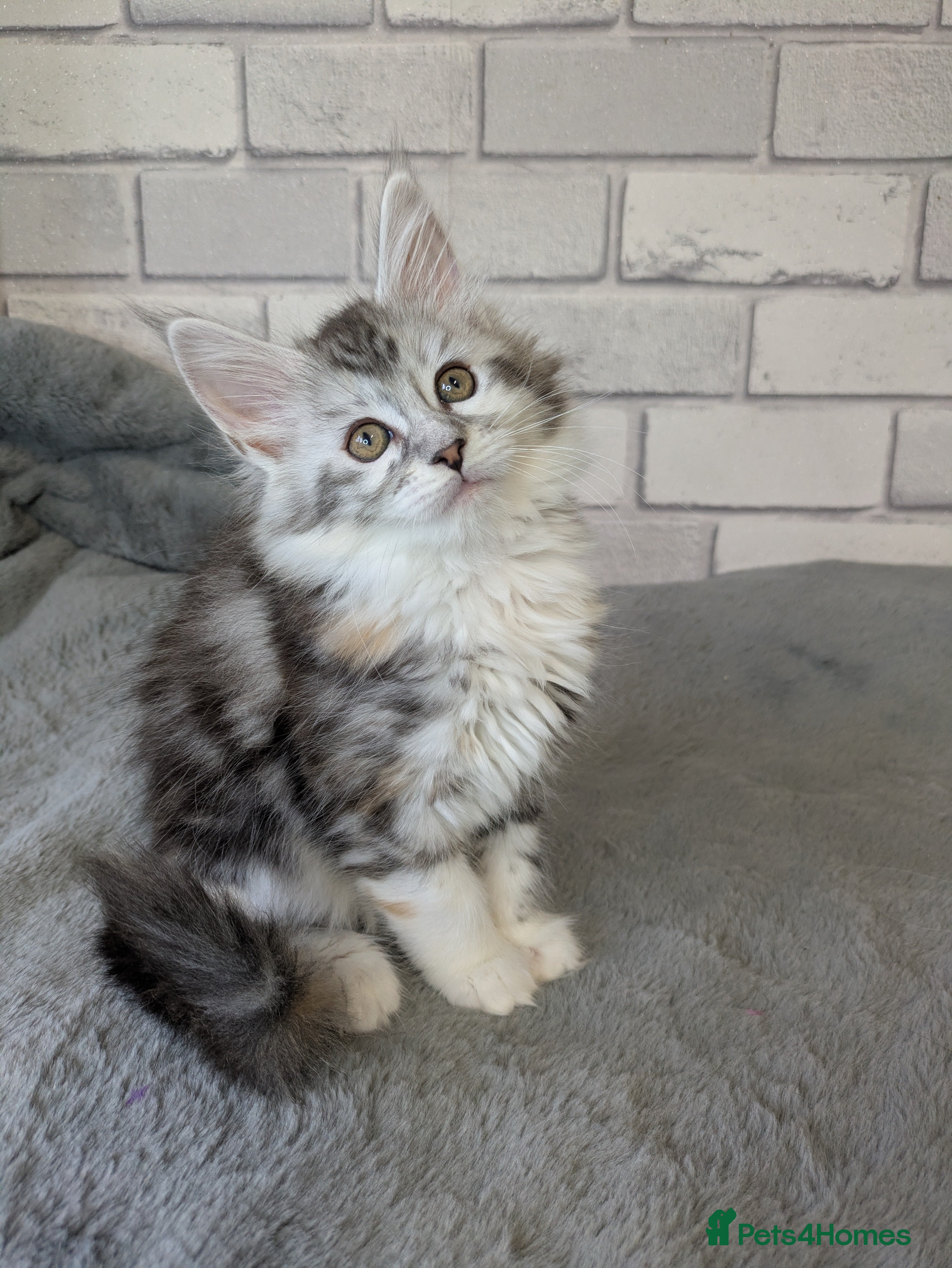 Maine Coon cats READY NOW !! Full pedigree Maine coon kittens - Advert 14