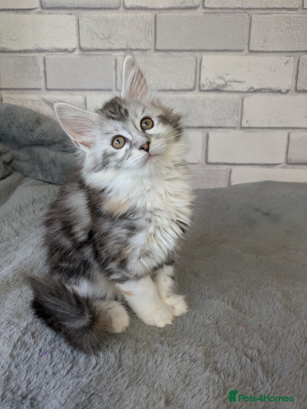 Maine Coon cats for sale: Full pedigree Maine coon kittens - Advert 14