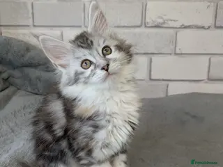 Maine Coon cats READY NOW !! Full pedigree Maine coon kittens - Advert 14