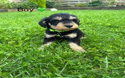 Mixed Breed dogs for sale: F1 MINI SCHNOODLE PUPPIES  - Image 22