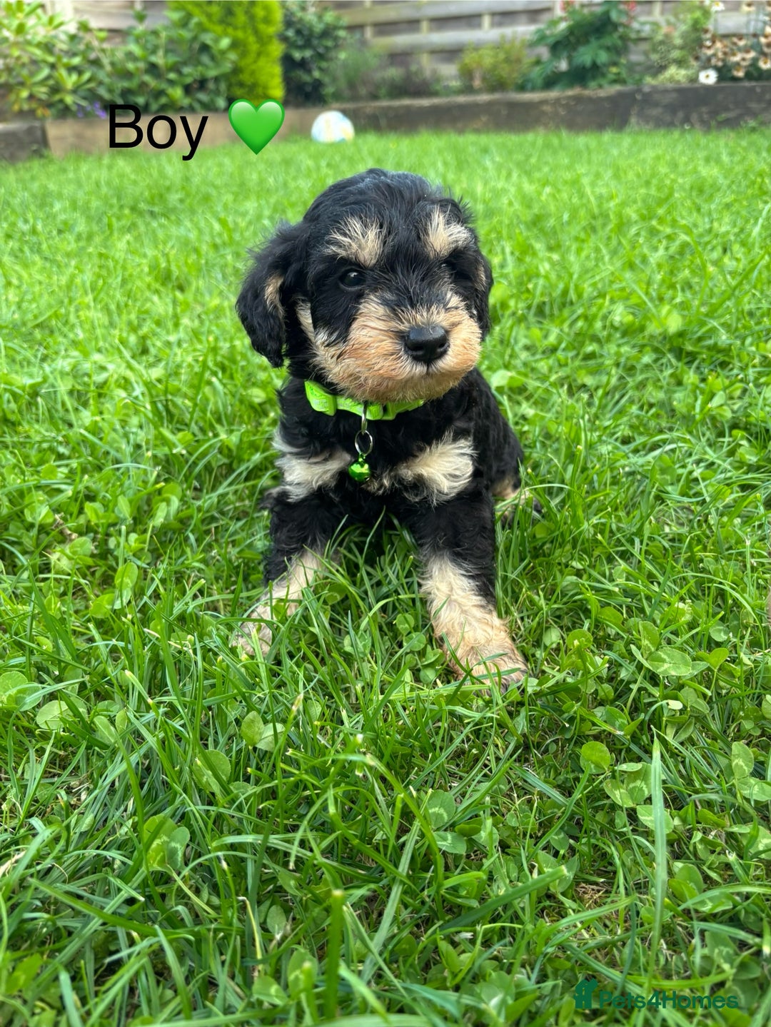 Mixed Breed dogs for sale: F1 MINI SCHNOODLE PUPPIES  - Image 22