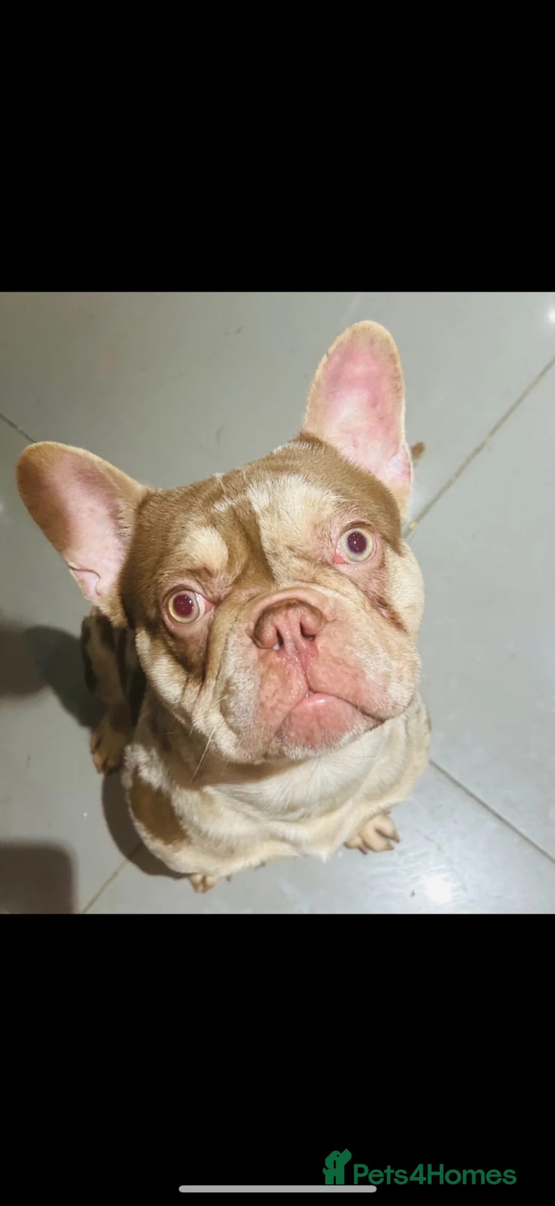 French Bulldog dogs for sale: Rolo, merle male french bull dog🐶  - Advert 1