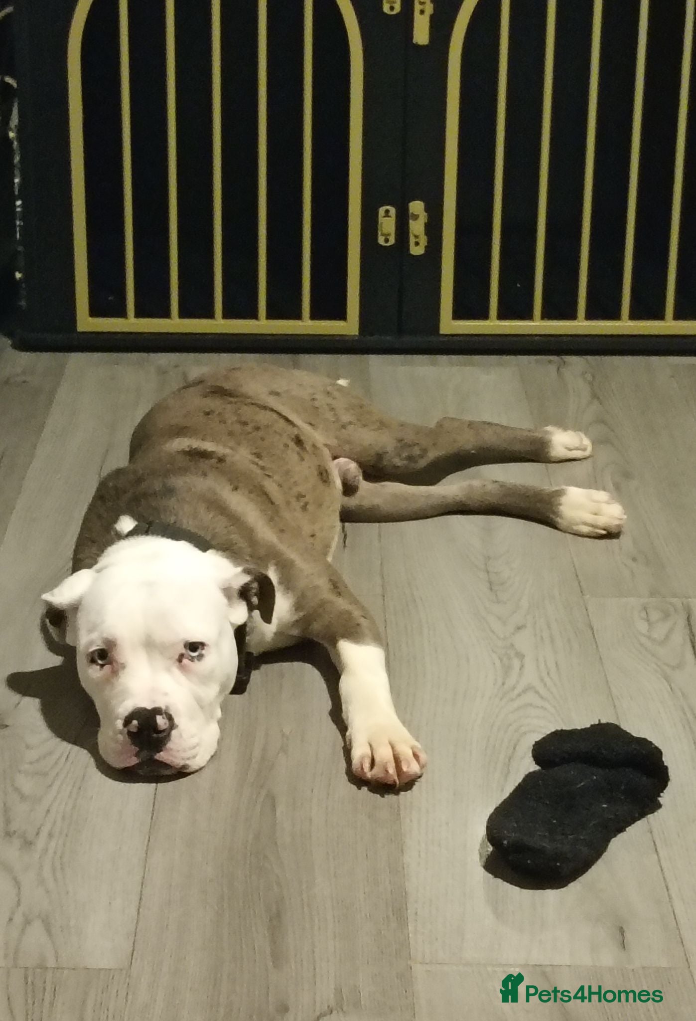 Alapaha Blue Blood Bulldog dogs Male alapaha blue blood bulldog pup 6 months  - Advert 1