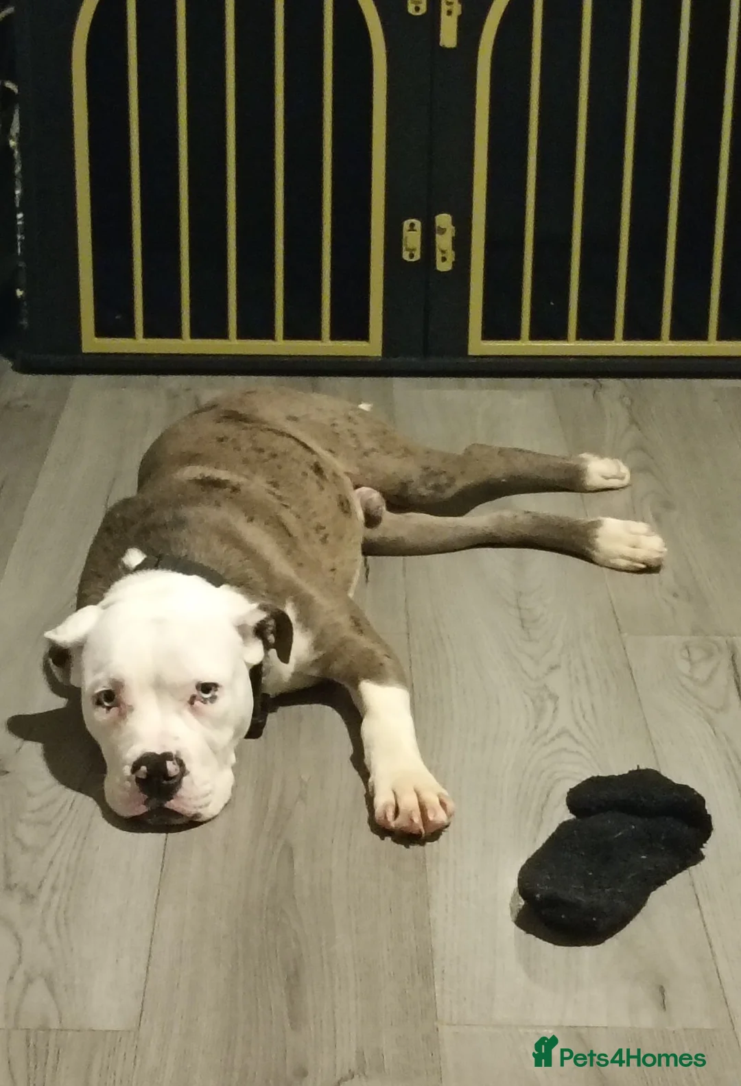 Alapaha Blue Blood Bulldog dogs for sale: Male alapaha blue blood bulldog pup 6 months  - Advert 1