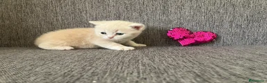 British Shorthair 5