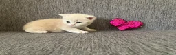 British Shorthair cats for sale: Living Unicorn: ginger female kittens - Advert 13