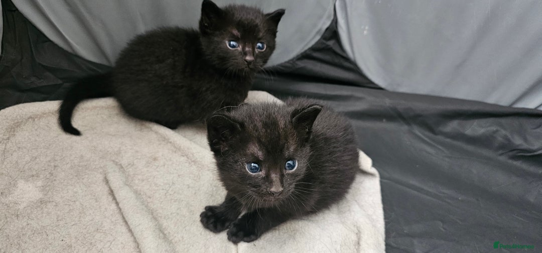 Domestic Shorthair cats for sale: 2 MALE 1 FEMALE  - Image 1