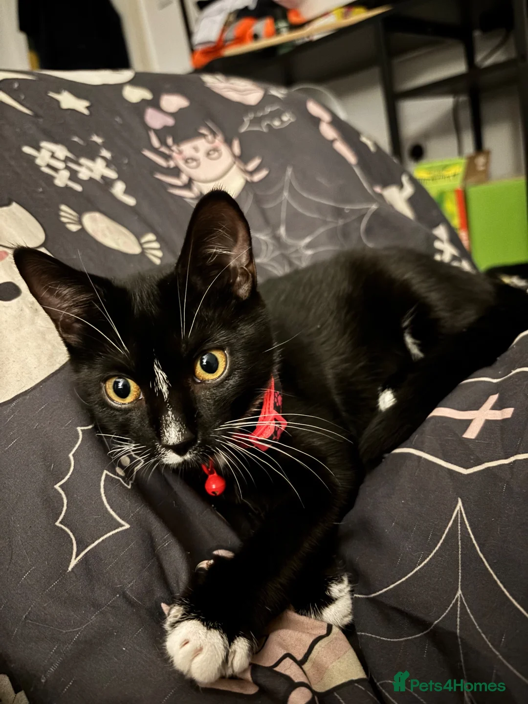 Mixed Breed dogs for sale: 2x female cats rehome TOGETHER! ASAP. - Advert 6