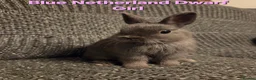 Netherland Dwarf rabbits for sale: Himalayan Netherland Dwarf BOY & Blue GIRL - Advert 15