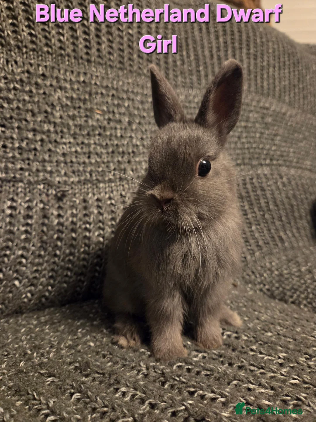Netherland Dwarf rabbits for sale: Himalayan Netherland Dwarf BOY & Blue GIRL - Advert 15
