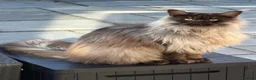 Maine Coon cats for sale: Black smoke make (spad)  in Dover - Advert 3