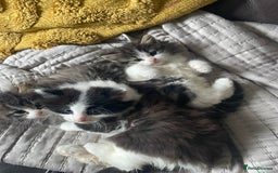 Mixed Breed cats for sale: four Gorgeous kittens looking for a loving home  - Image 4