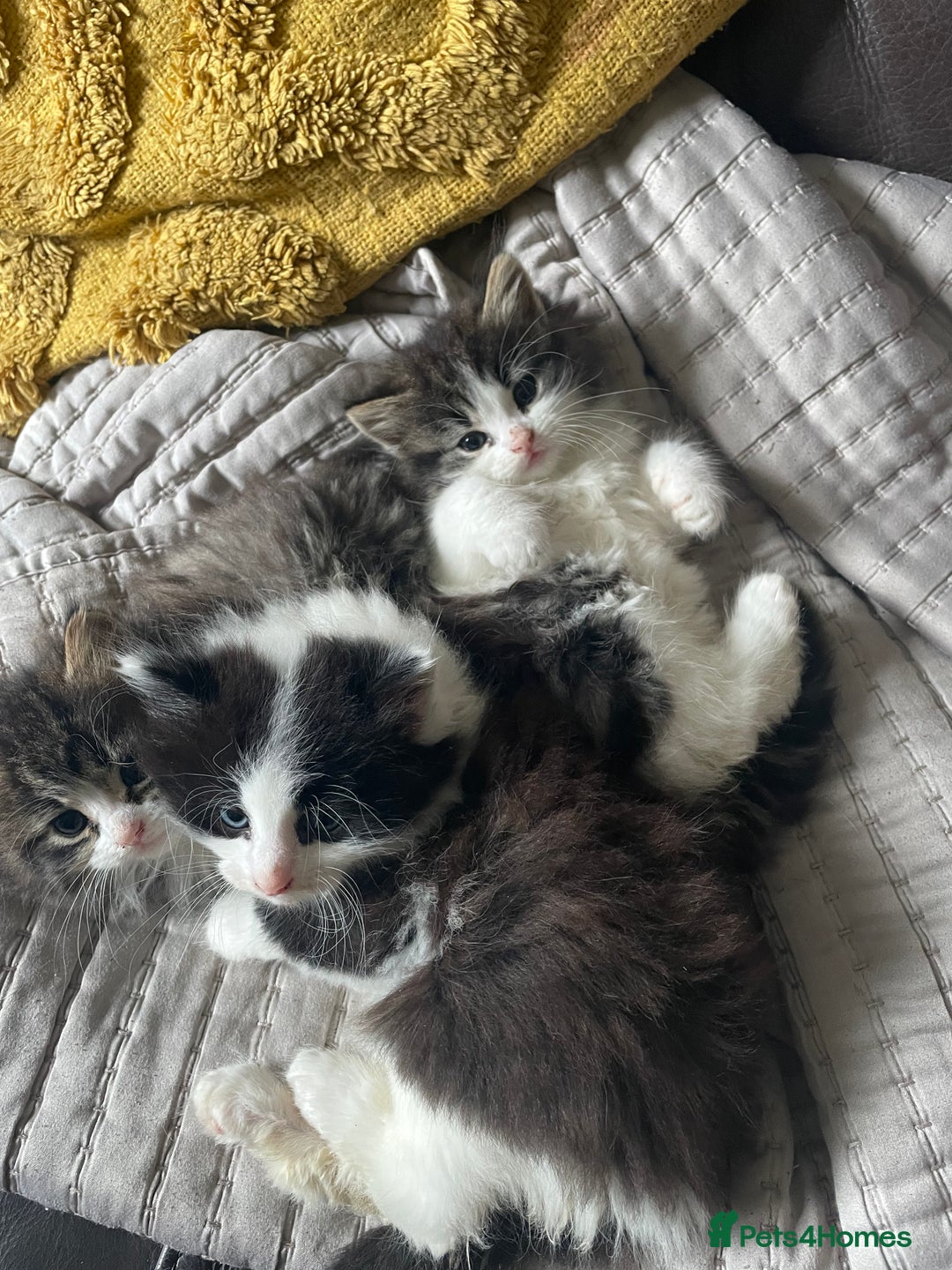 Mixed Breed cats for sale: four Gorgeous kittens looking for a loving home  - Image 4
