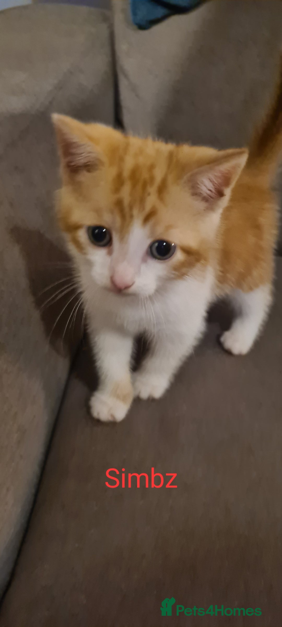 Mixed Breed cats for sale: Beautiful mixed breed kittens  - Advert 4