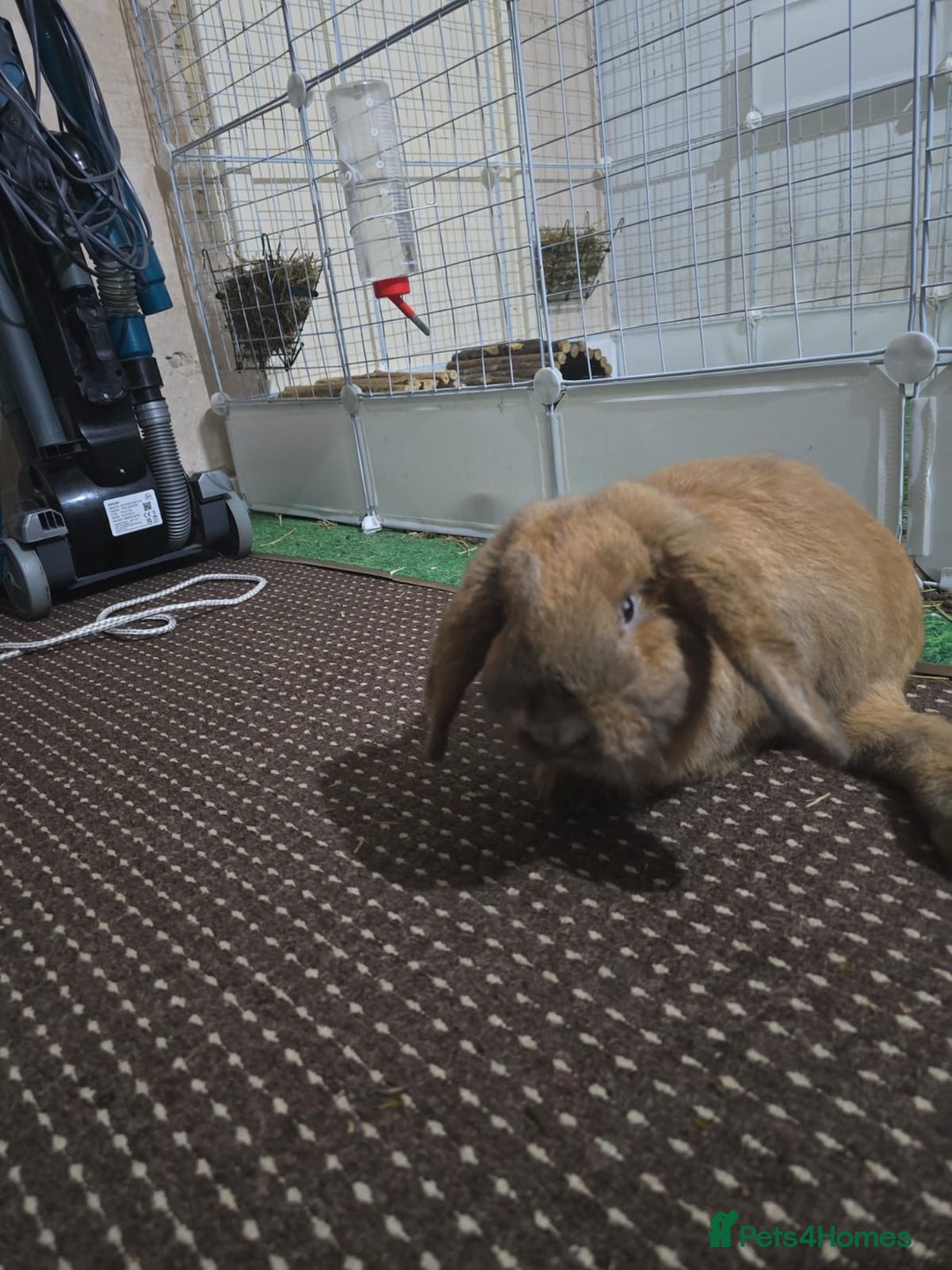 English Lop rabbits for sale: 2 male rabbits who are brothers - Advert 2