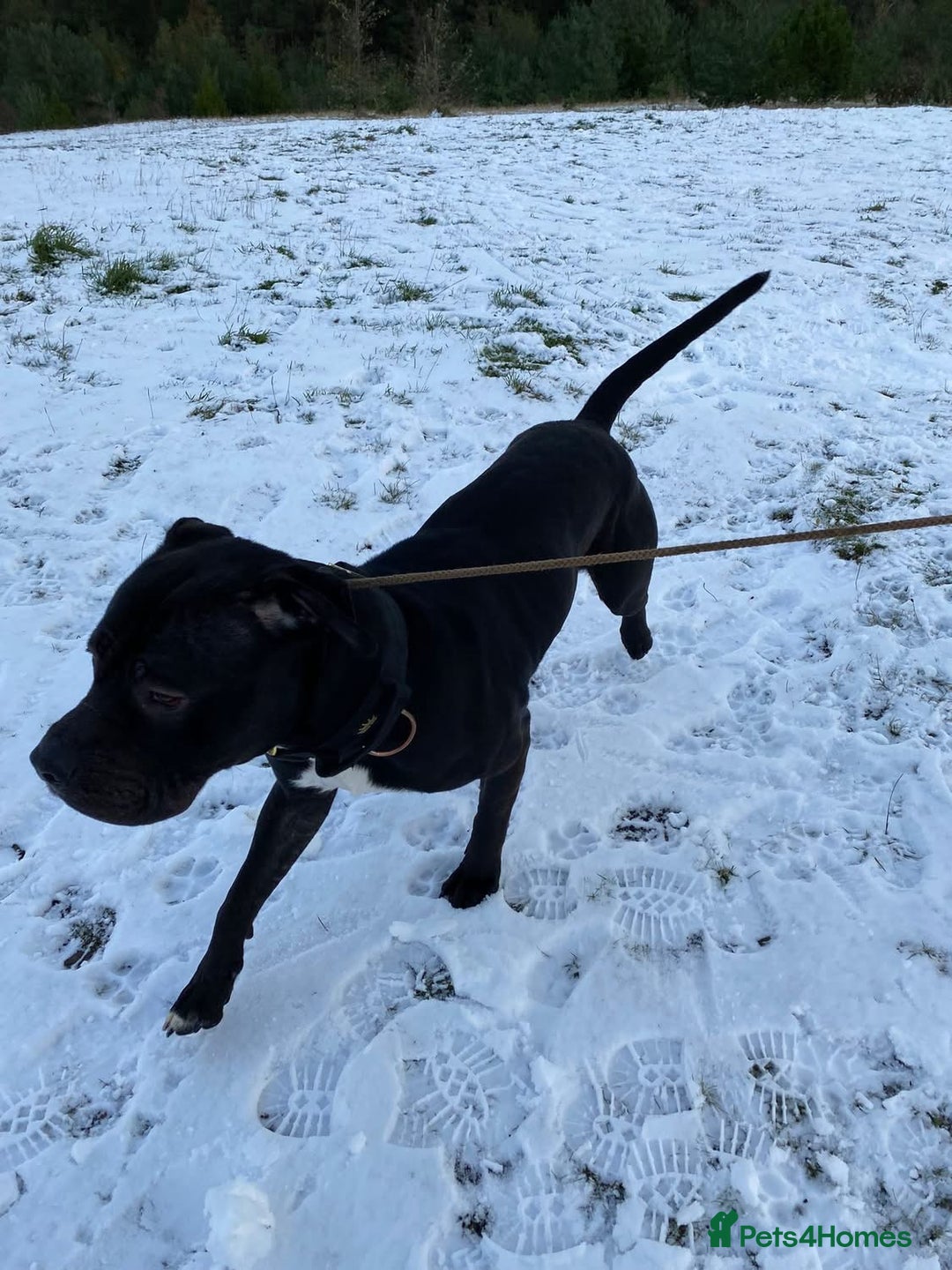 Mixed Breed dogs for sale: Harley the American Staffy x Cane Corso - Advert 5