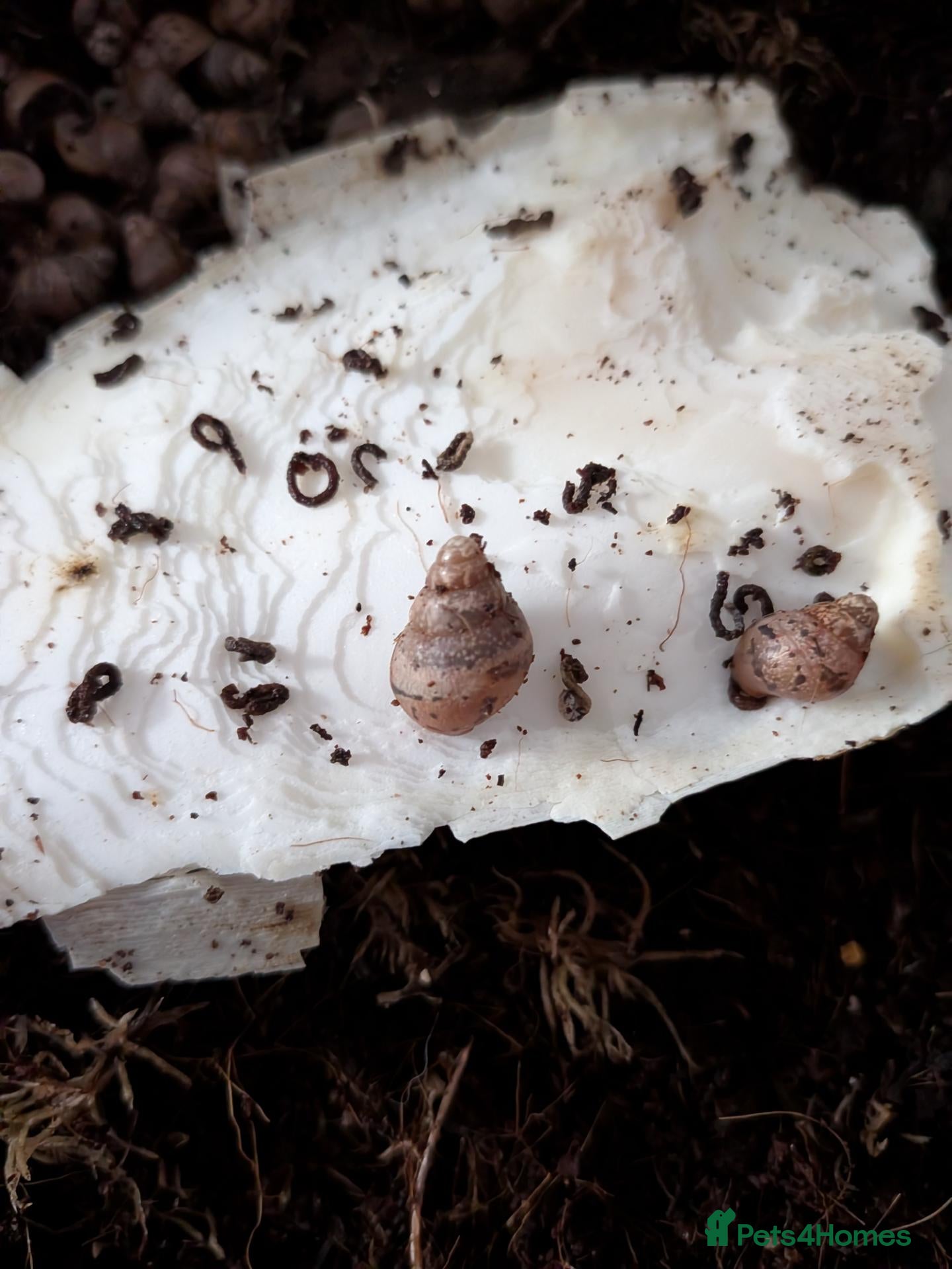 Snails invertebrates Giant African Land Snails  - Advert 1
