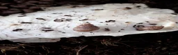 Snails invertebrates for sale: Giant African Land Snails  - Advert 1