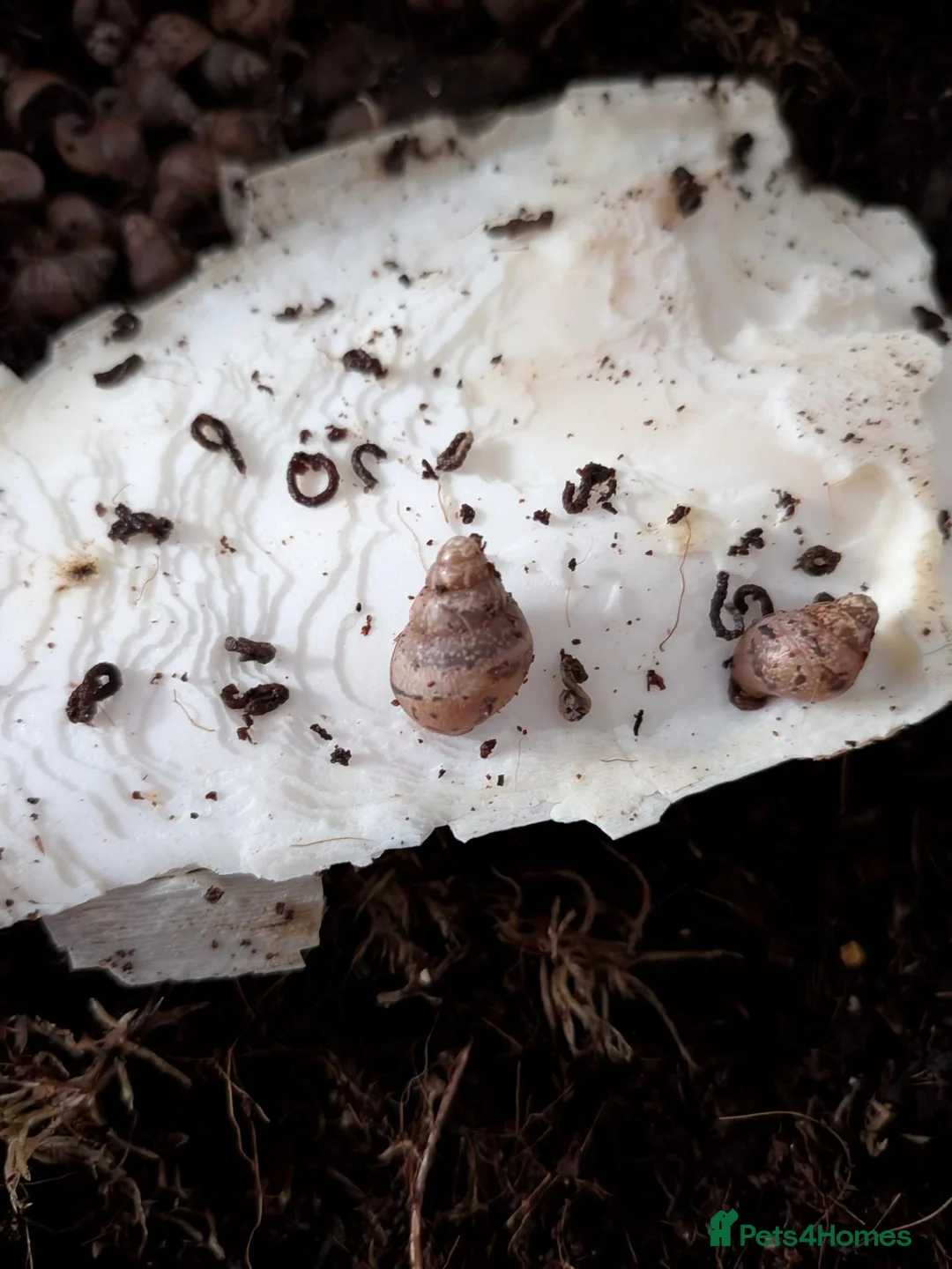 Snails invertebrates for sale: Giant African Land Snails  - Advert 1