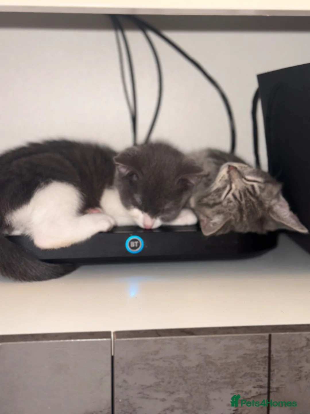 British Shorthair cats for sale: 2 kittens for sale  - Advert 2