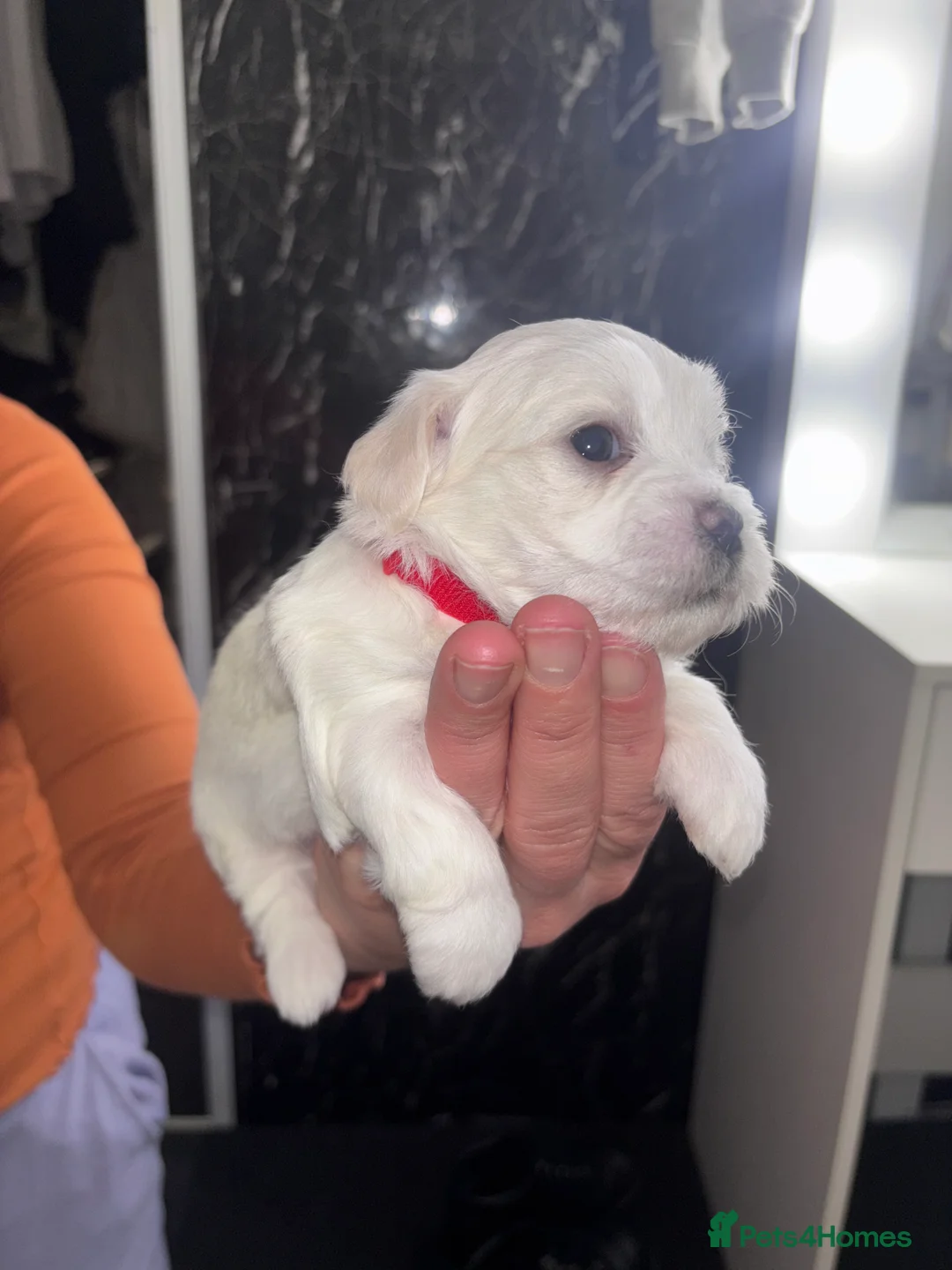 Maltese dogs for sale: Maltese puppies for sale - Advert 6