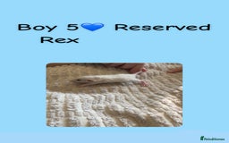 Rat rodents for sale: Beautiful baby rats looking for forever homes! - Image 15