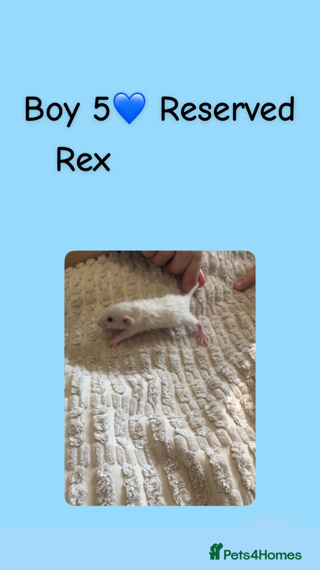 Rat rodents for sale: Beautiful baby rats looking for forever homes! - Image 15
