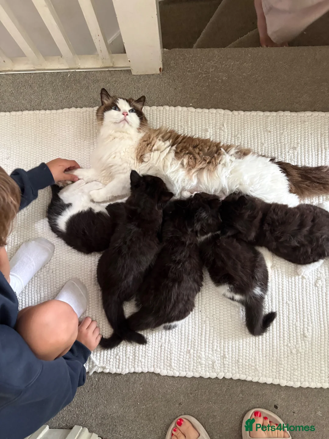 Mixed Breed cats for sale: Half Ragdoll Kittens from pedigree Mum - Advert 1