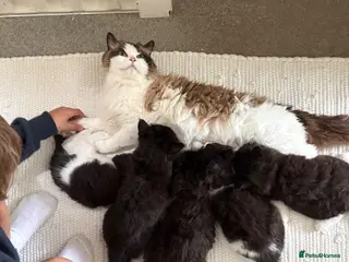 Mixed Breed cats Half Ragdoll Kittens from pedigree Mum - Advert 2