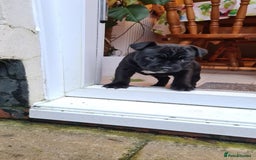 Staffordshire Bull Terrier dogs for stud: Staffordshire Bull Terrier  - Image 17