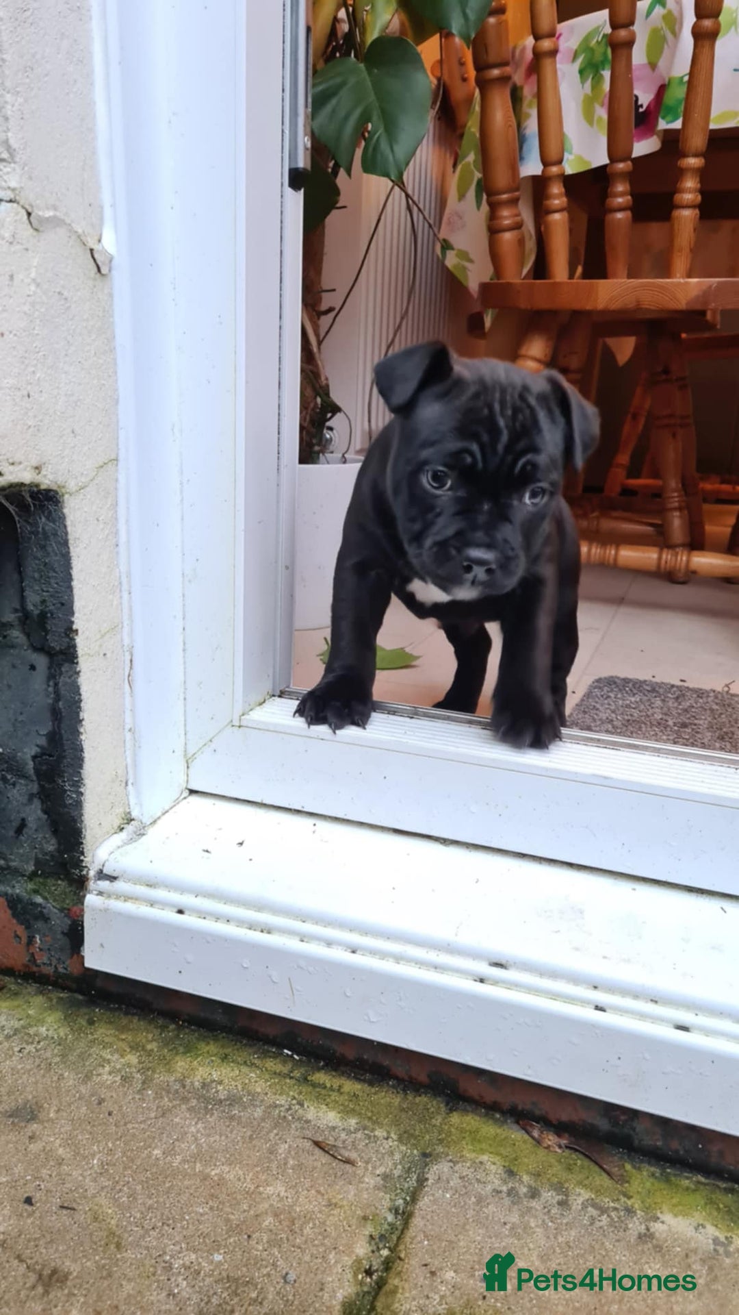 Staffordshire Bull Terrier dogs for stud: Staffordshire Bull Terrier  - Image 17