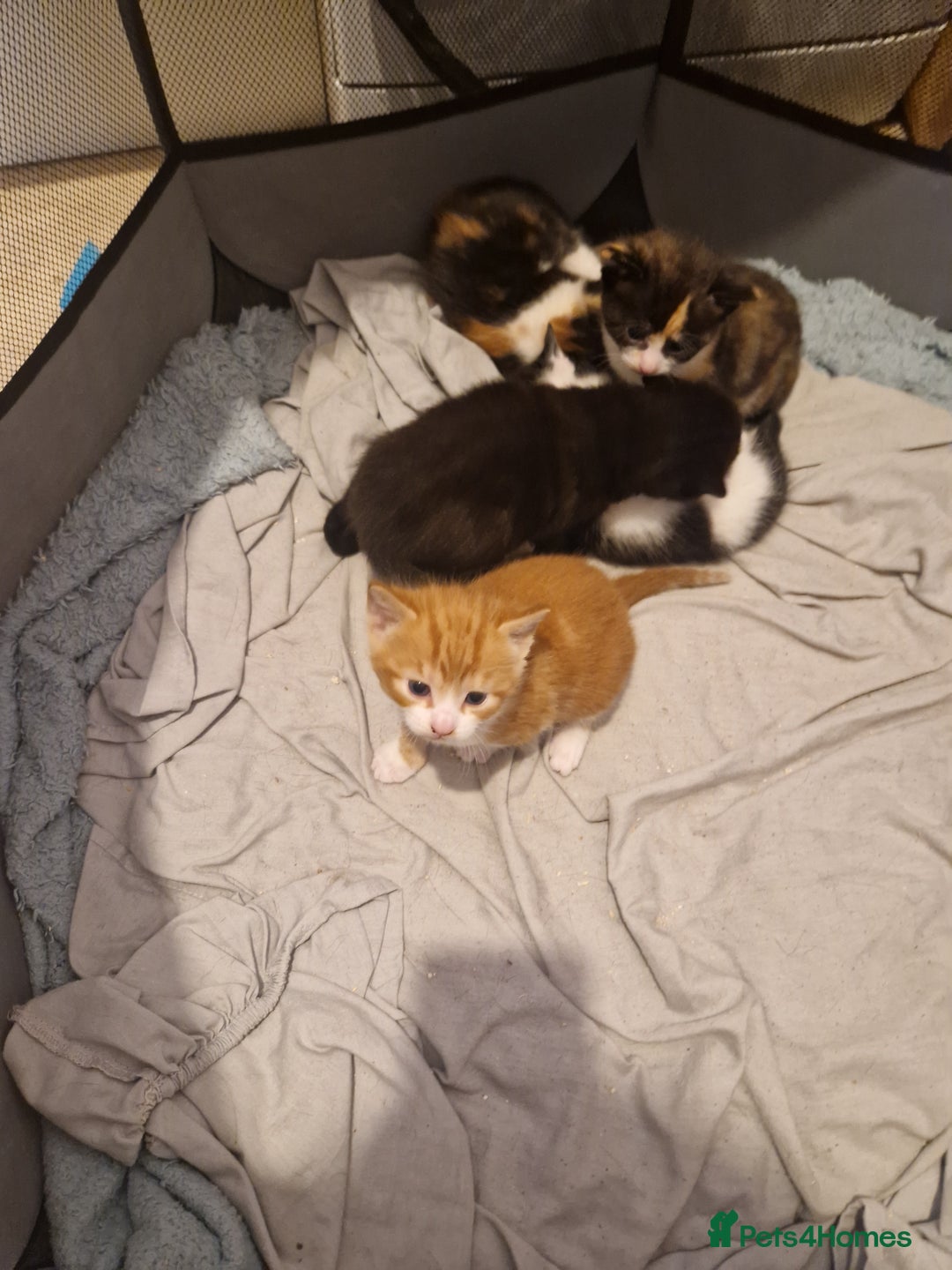 Mixed Breed cats for sale: 5 beautiful kittens, 2 semi long haired.  ❤️ - Image 4