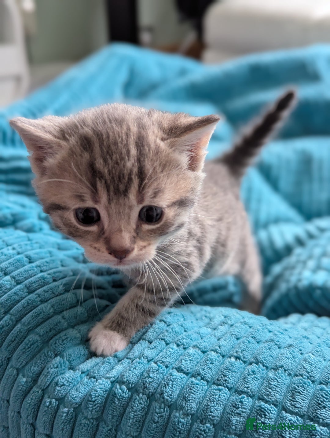 Mixed Breed cats for sale: 5 beautiful and playful kittens - Advert 10