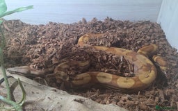 Boa Snake reptiles for sale: Central american dwarf boa constrictor  - Image 6