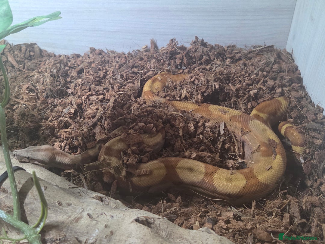 Boa Snake reptiles for sale: Central american dwarf boa constrictor  - Image 6