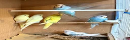 Budgerigars birds for sale: Young mixed coloured budgies for sale  - Advert 8