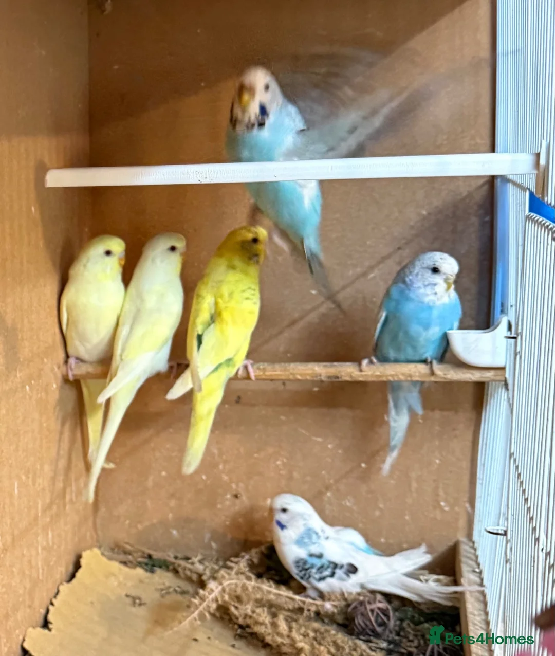 Budgerigars birds for sale: Young mixed coloured budgies for sale  - Advert 8