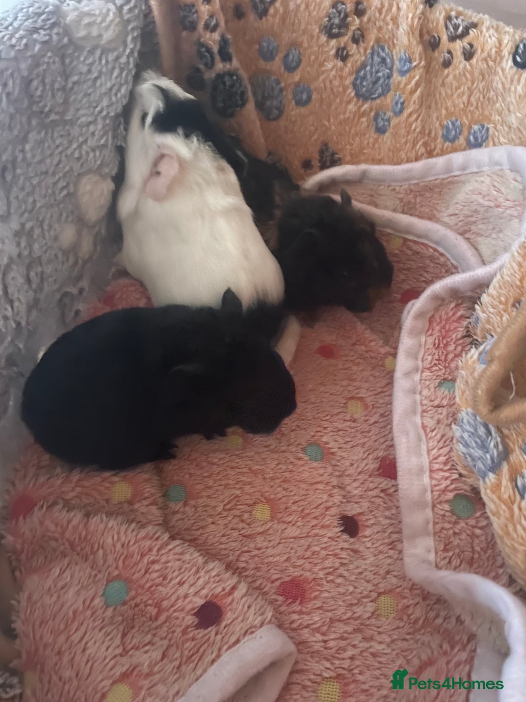 Guinea Pig rodents for sale: guinea pigs x3  - Advert 2